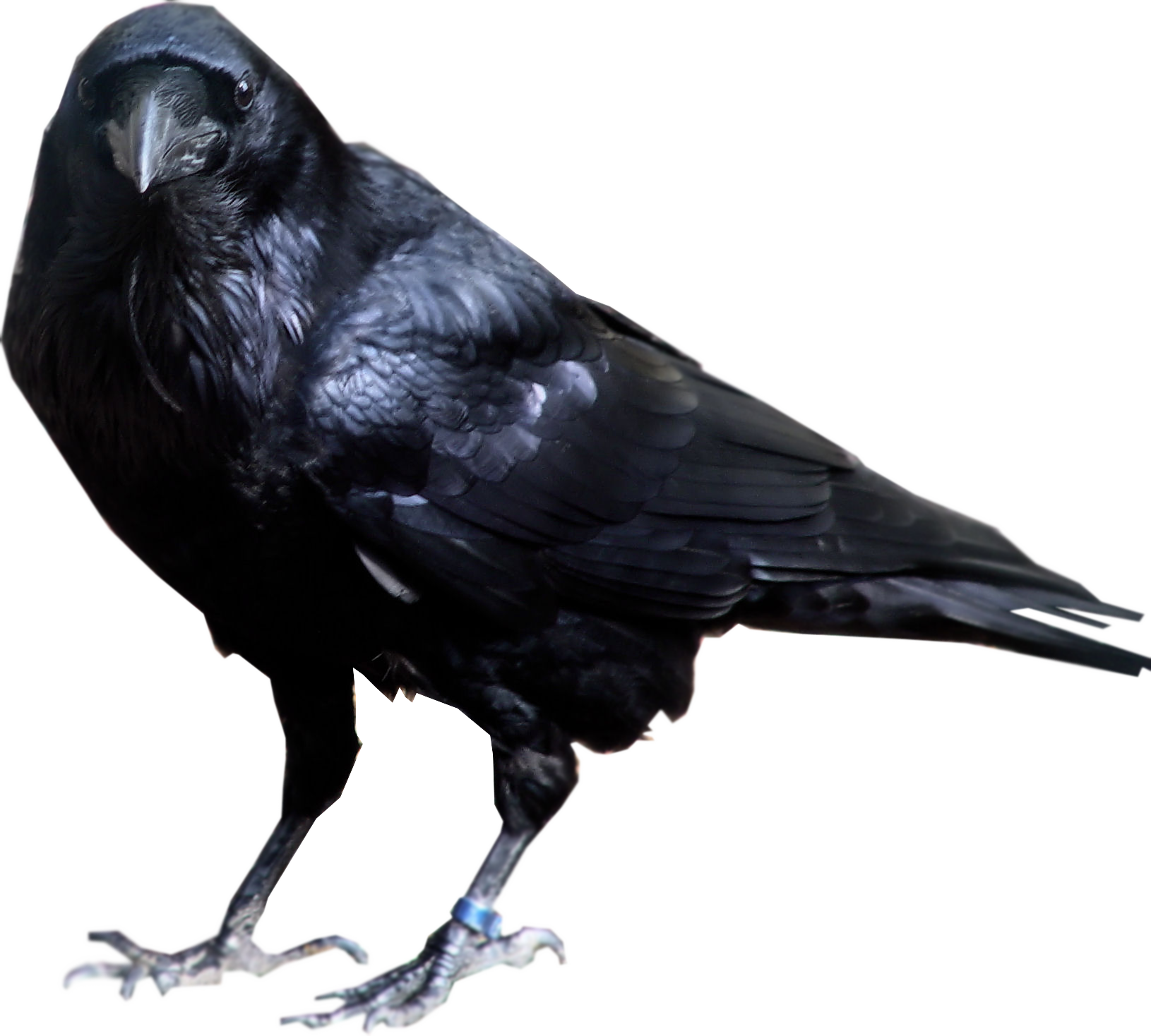 crow_PNG3107.png
