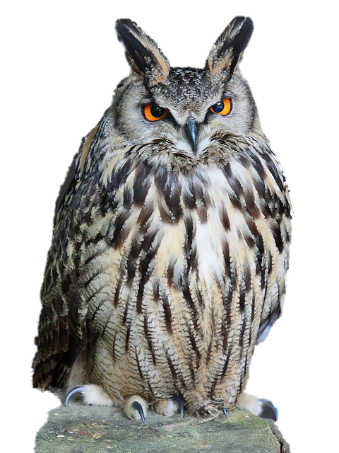 Owl-Download-PNG.png