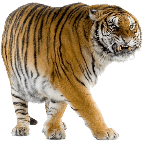 banner-tiger.png