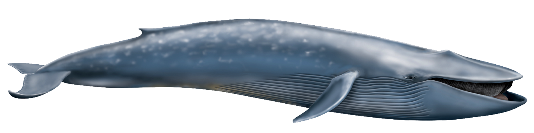 Blue-Whale.png