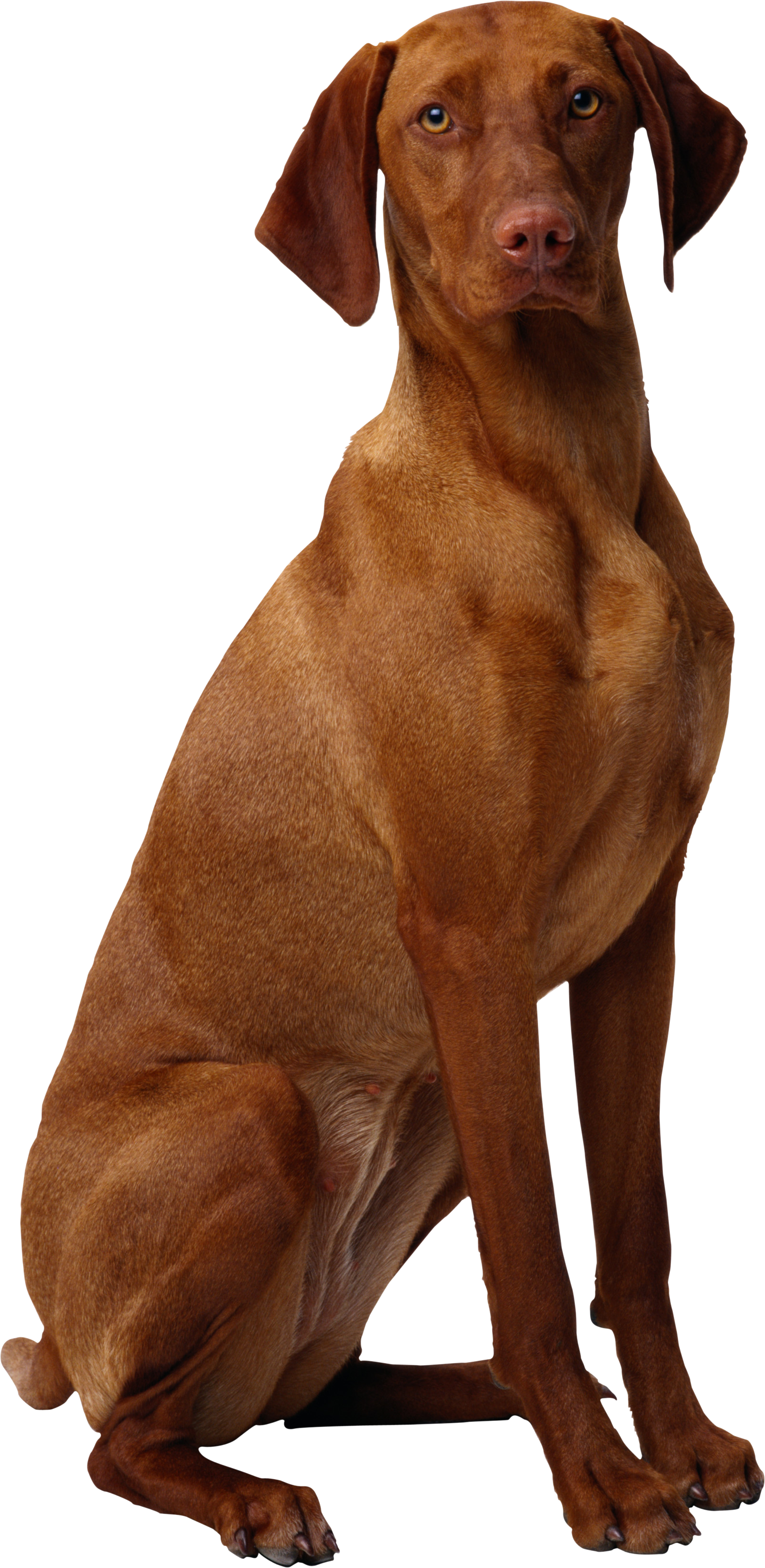 0_12c529_c338066b_orig.png