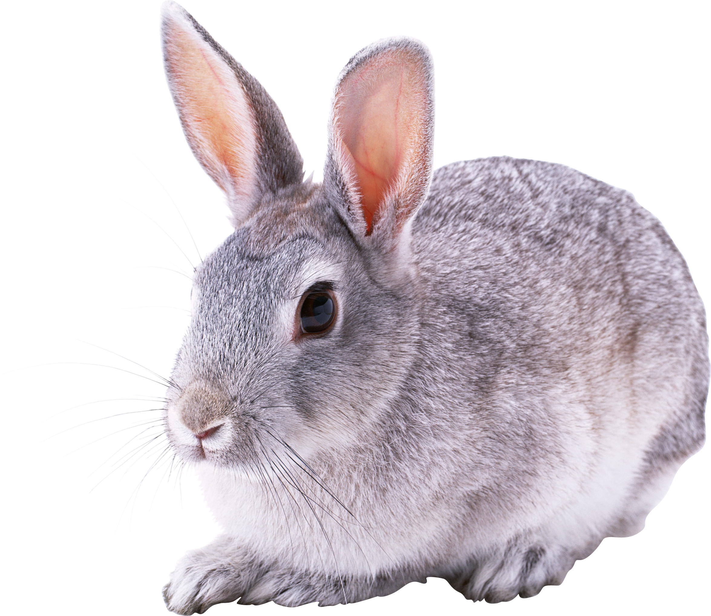 rabbit_PNG3783.png