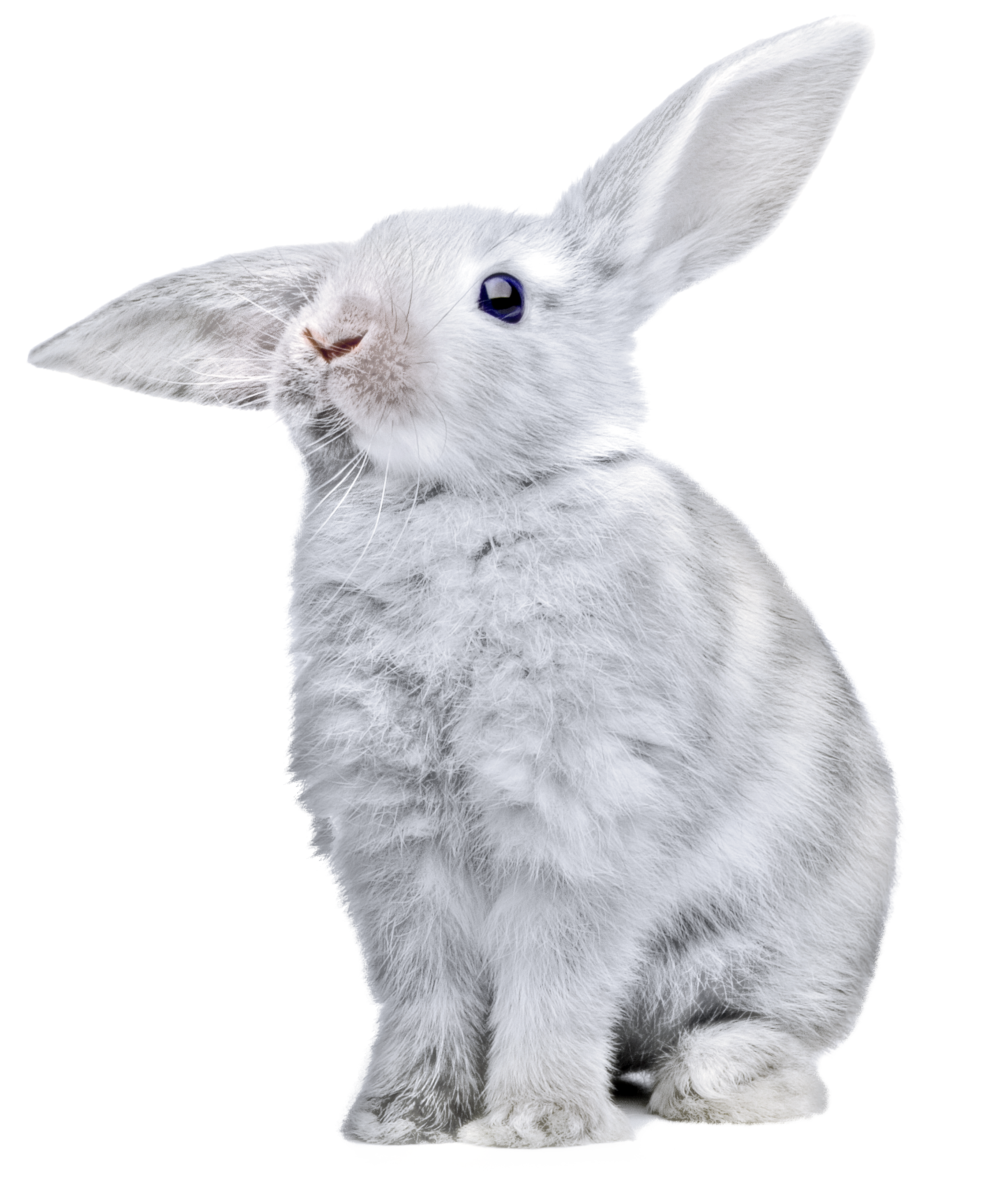 rabbit_PNG3804.png