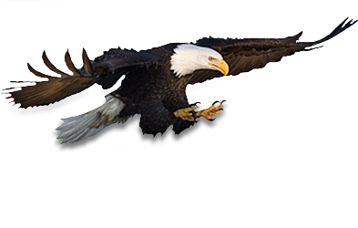 eagle_PNG1220(1).png