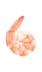 Shrimp (3).png