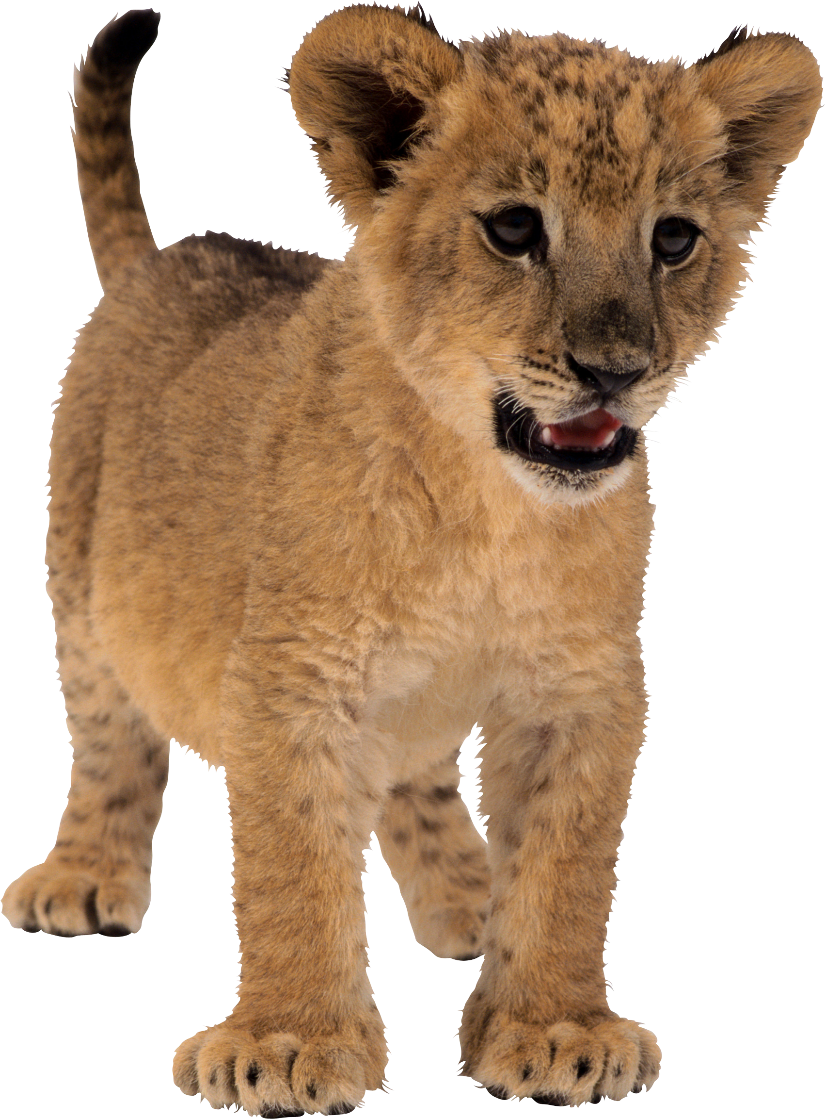 lion_PNG3809.png