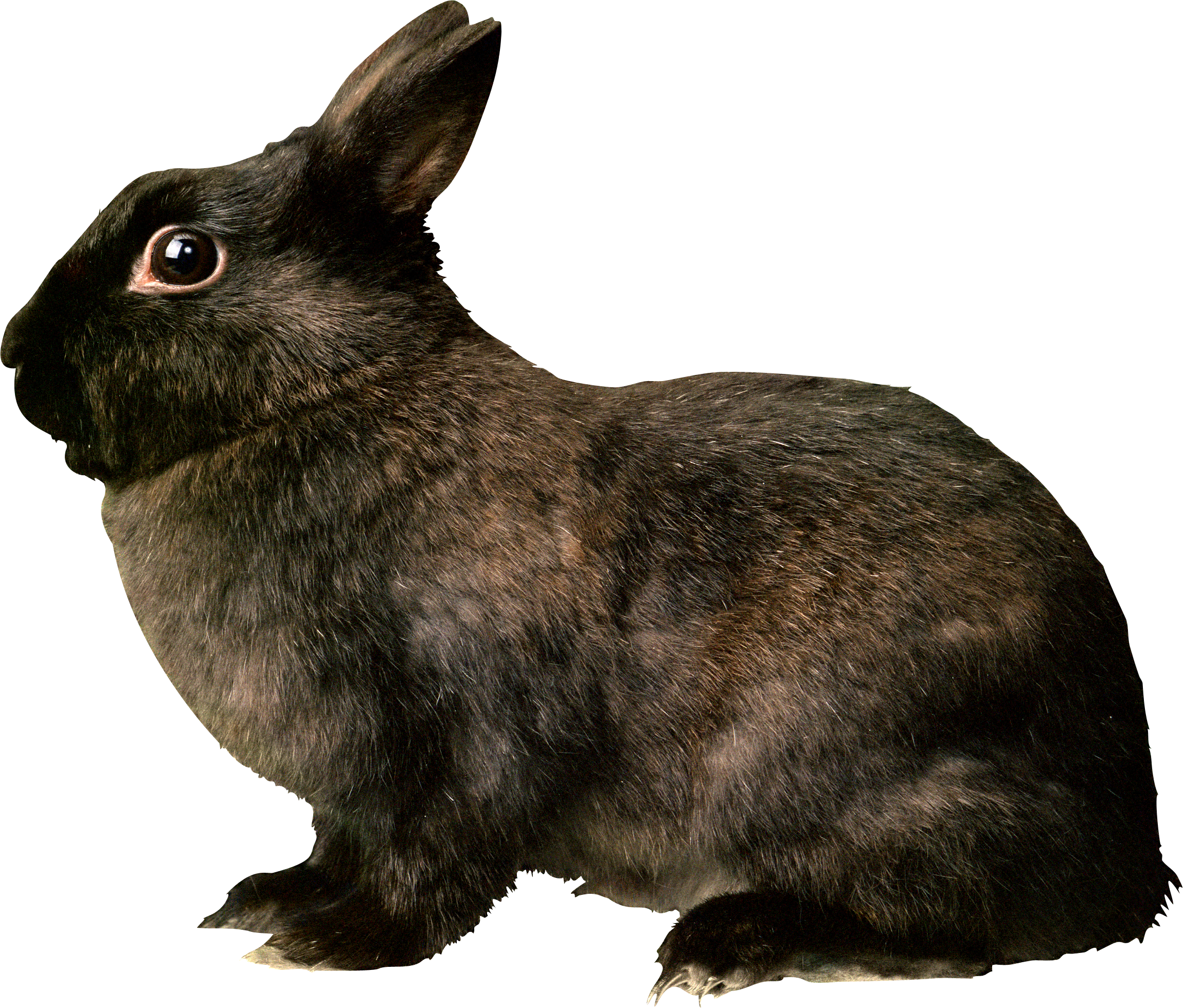 rabbit_PNG3789.png