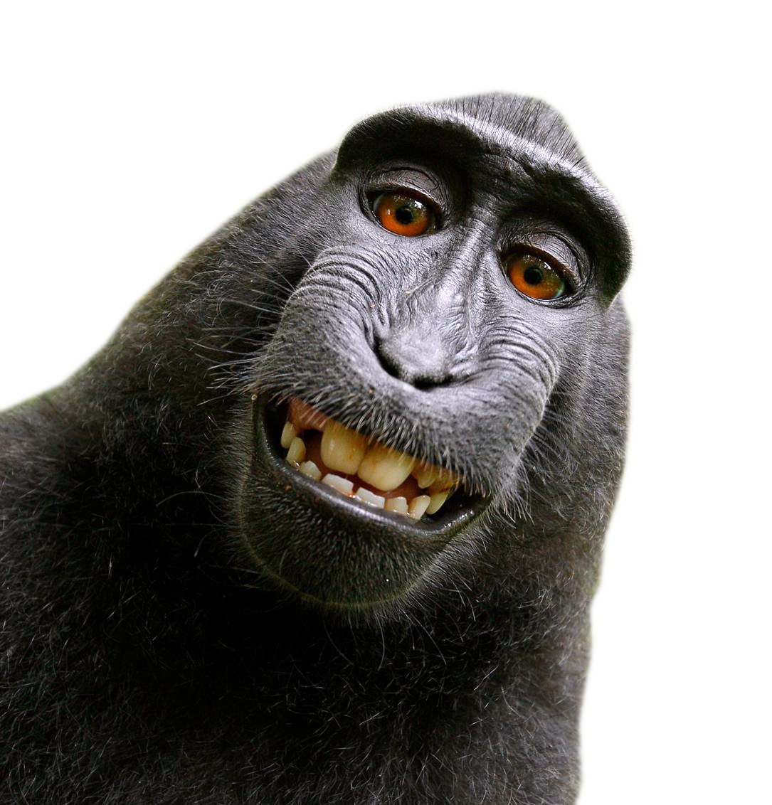 Macaca_Nigra_Template.png