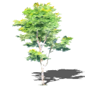 2D Cay Ngoai That - 111.skp