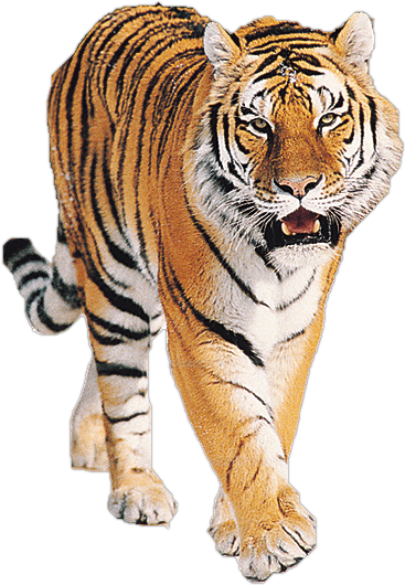 tiger_PNG545.png