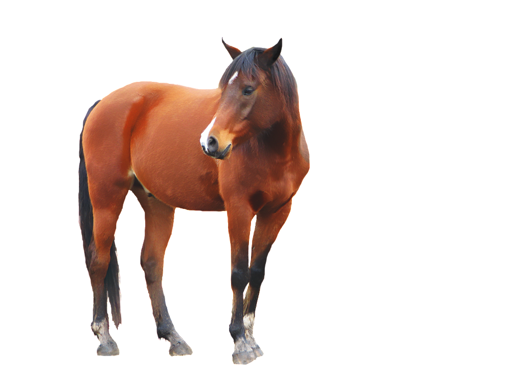 horse_PNG1381522206.png