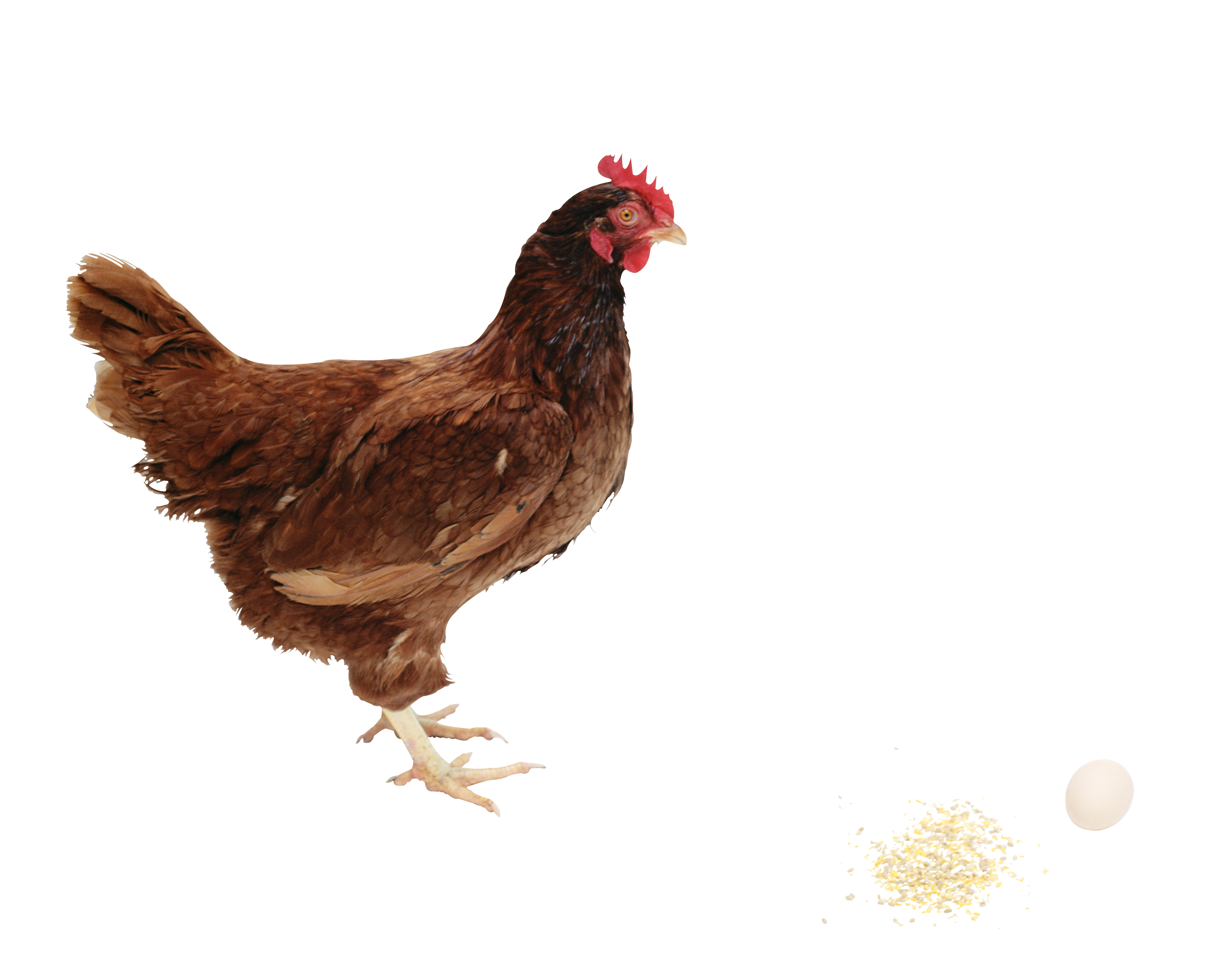 chicken_PNG2168.png