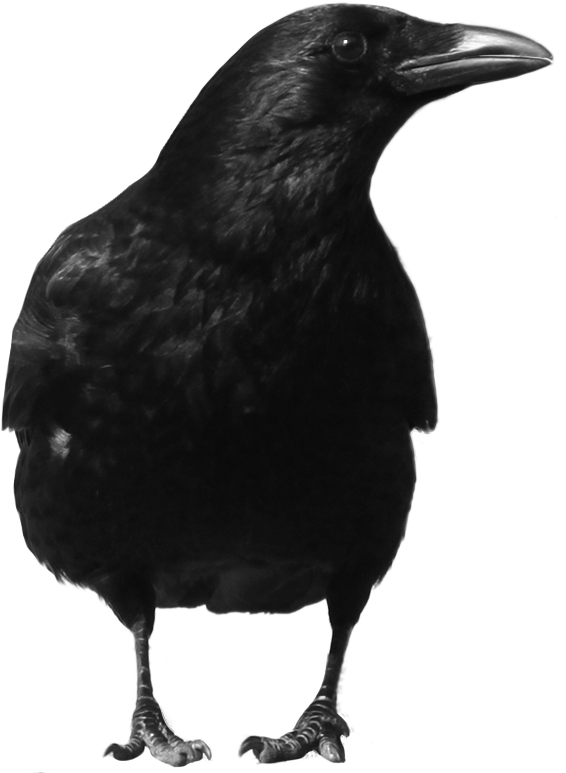 crow_PNG3116.png