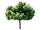 African Fern Pine, East African YellowwoodPodocarpus gracilior_003.skp