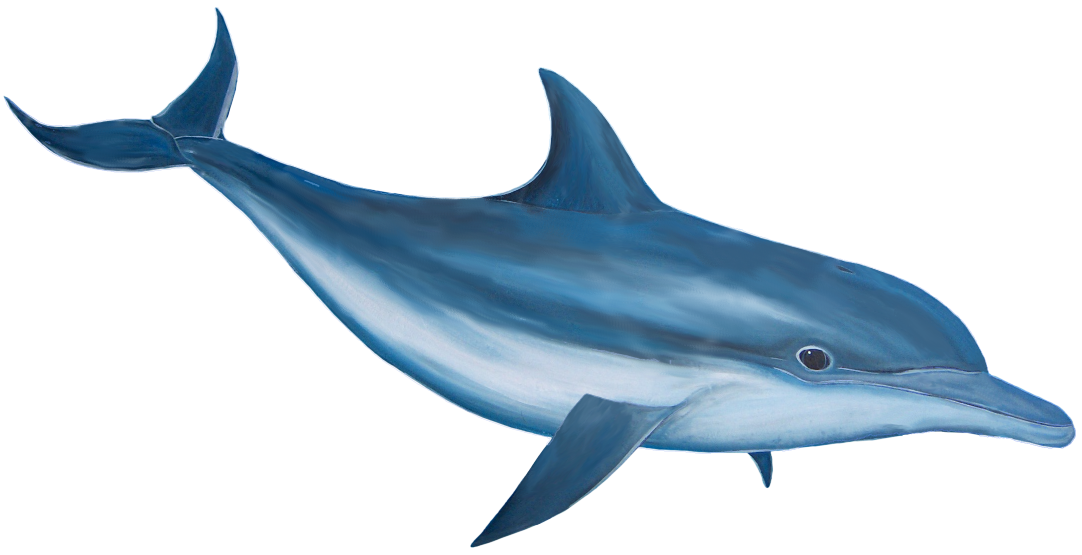 Dolphin.png
