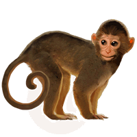 monkey-png-19.png