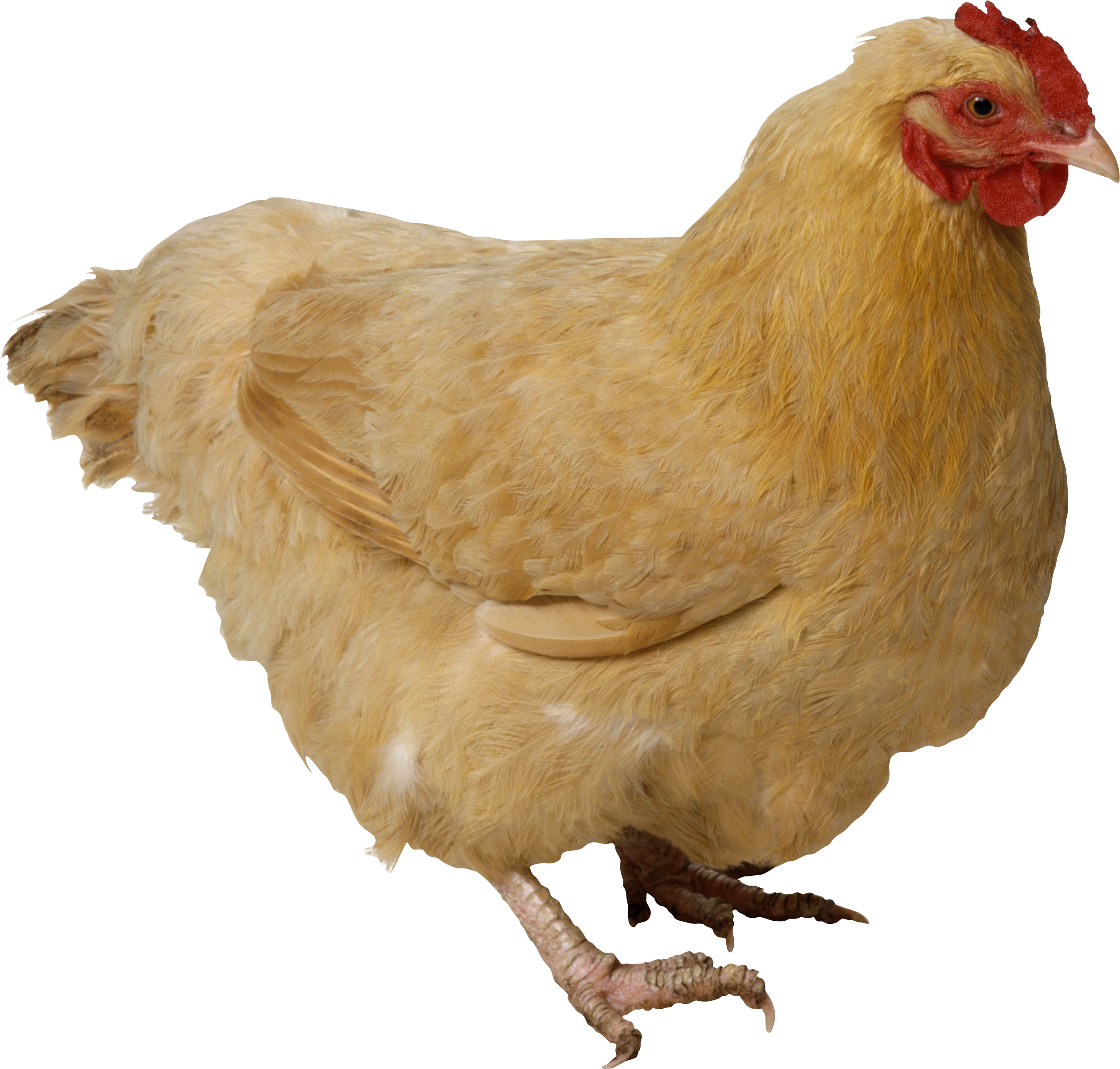 chicken_PNG2145.png