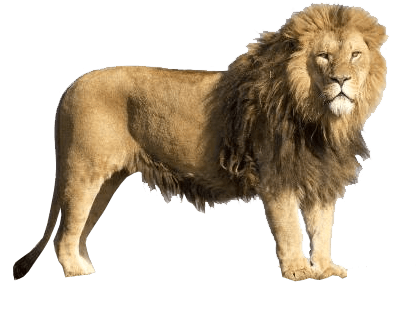 lion (1).png