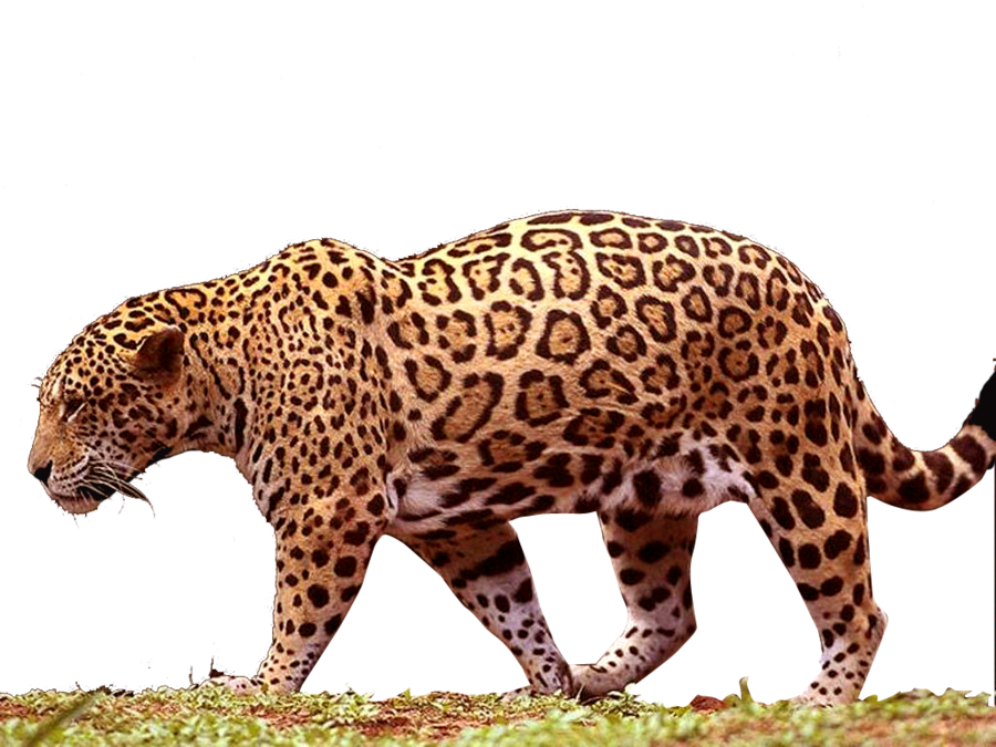 walking_jaguar_png_by_digitalwideresource-d4ldk8j.png