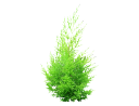 American ArborvitaeThuja occidentalis _American_.skp