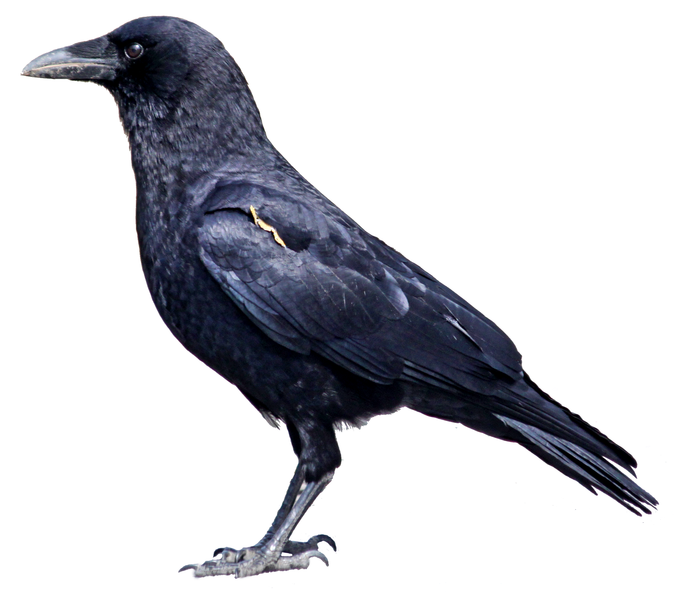 crow_PNG3094.png