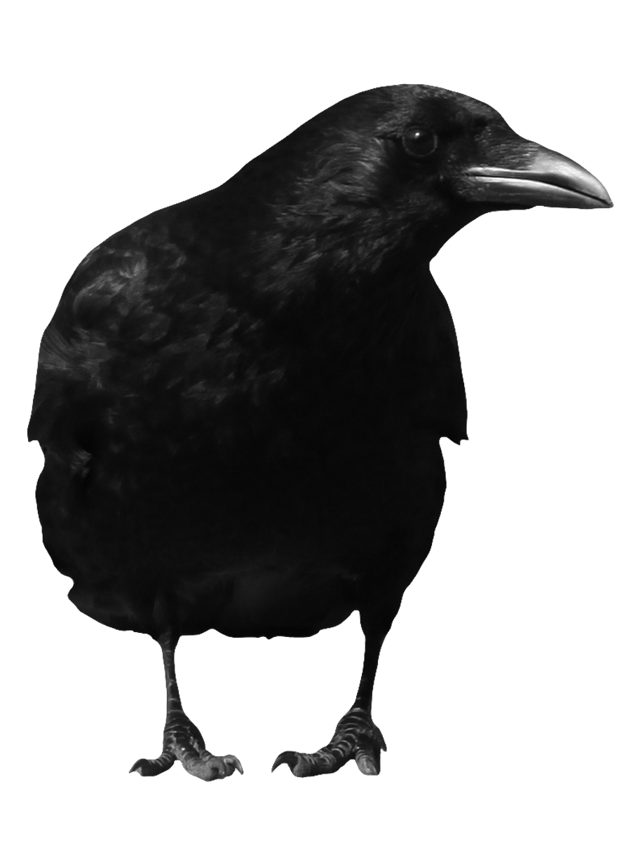 crow_PNG3099.png