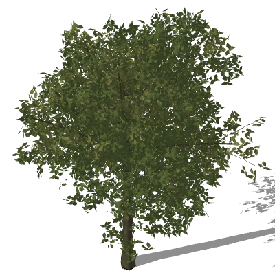 3darcstudiotree_tree101.skp