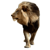 2-lion-png-image-image-download-picture-lions-thumb.png