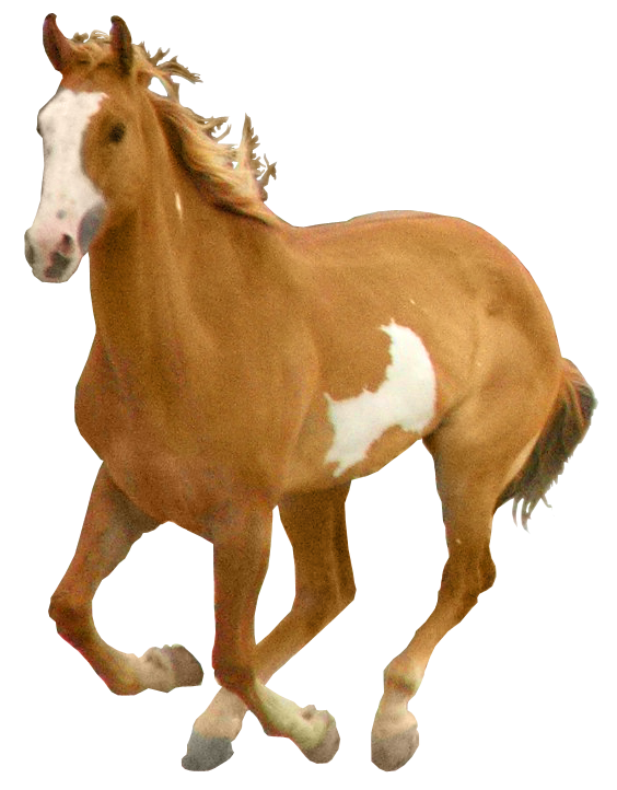 horse_PNG1381522249.png