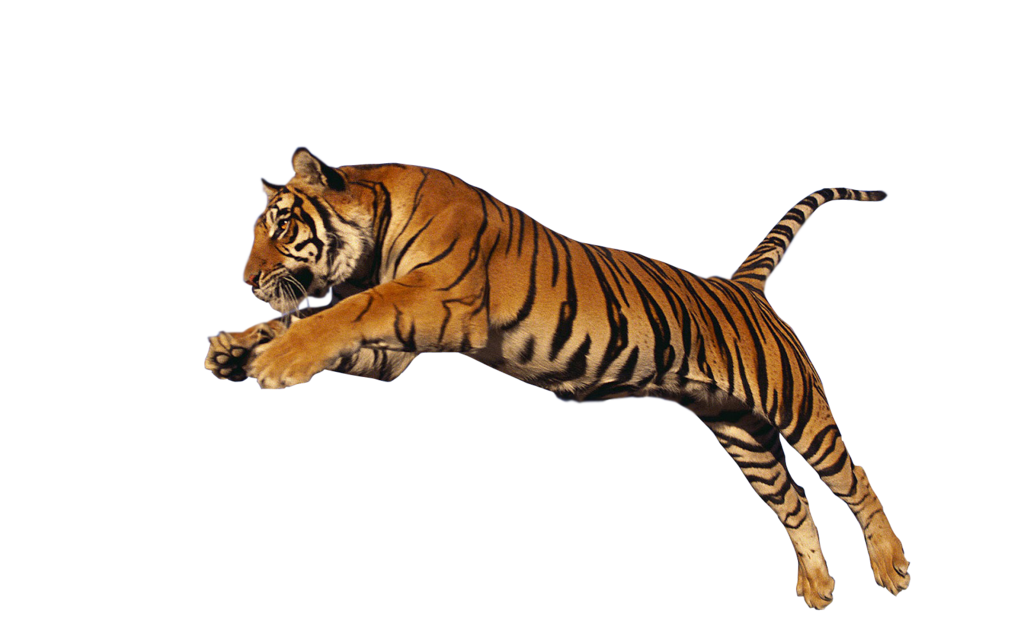 Tiger-PNG-HD.png