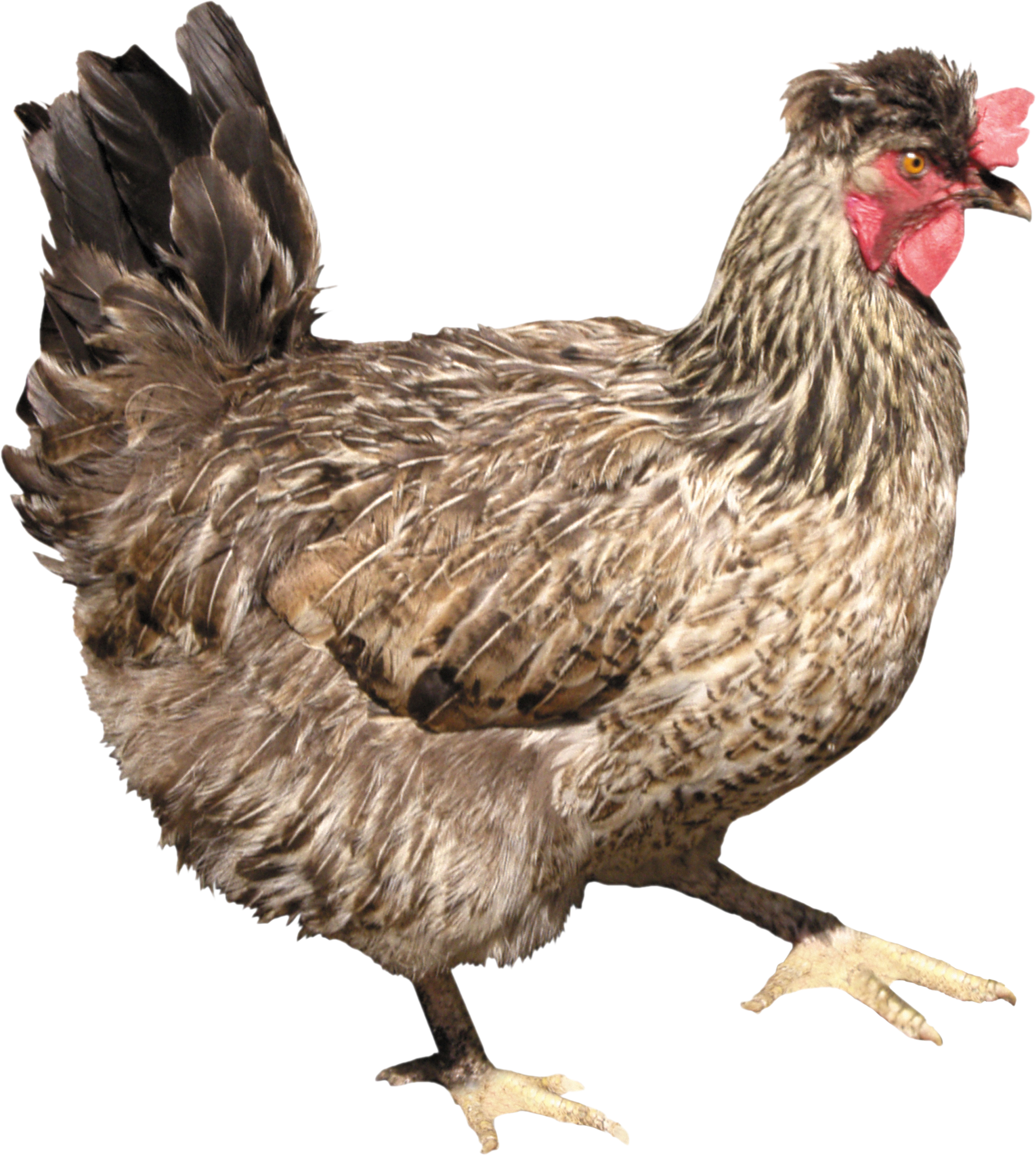 chicken_PNG2165.png