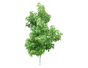 American SweetgumLiquidambar styraciflua.skp