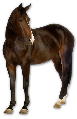 horse_PNG1381522214.png