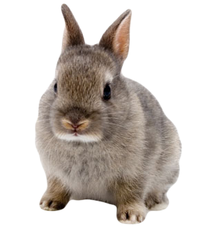 rabbit_PNG3801.png